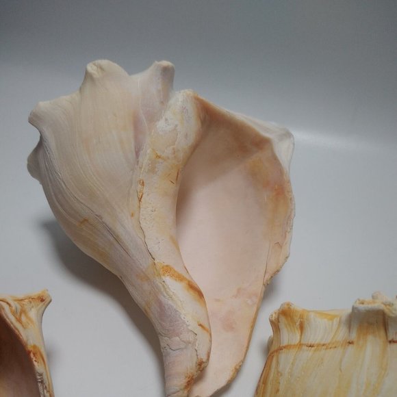 3 x Conch Seashells East Coast Beach Sea Shells Nautical Décor Lightning Whelk - Picture 6 of 9